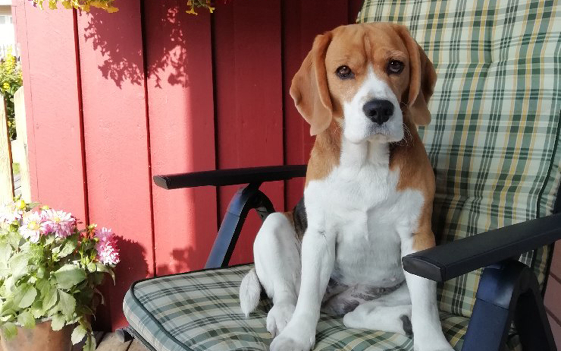 En beagle som sitter i en solstol