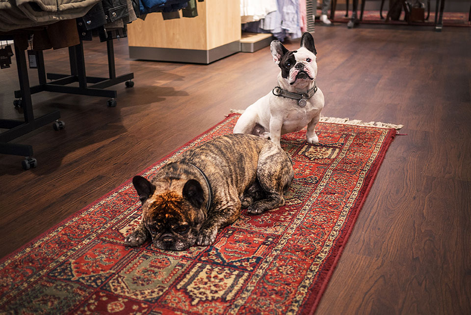 Två franska bulldogs sitter på en mönstrad matta