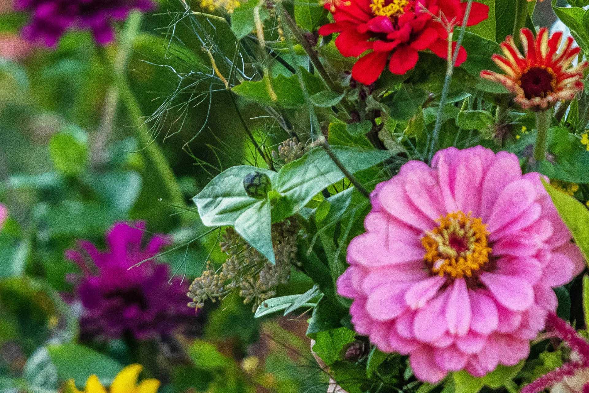 En närbild på rosa och röda blommor