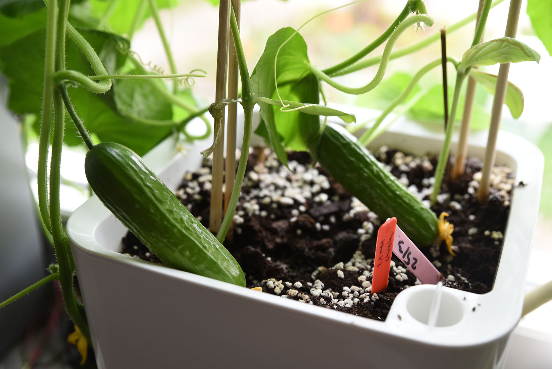 En närbild på en kruka som det växer små gurkor i