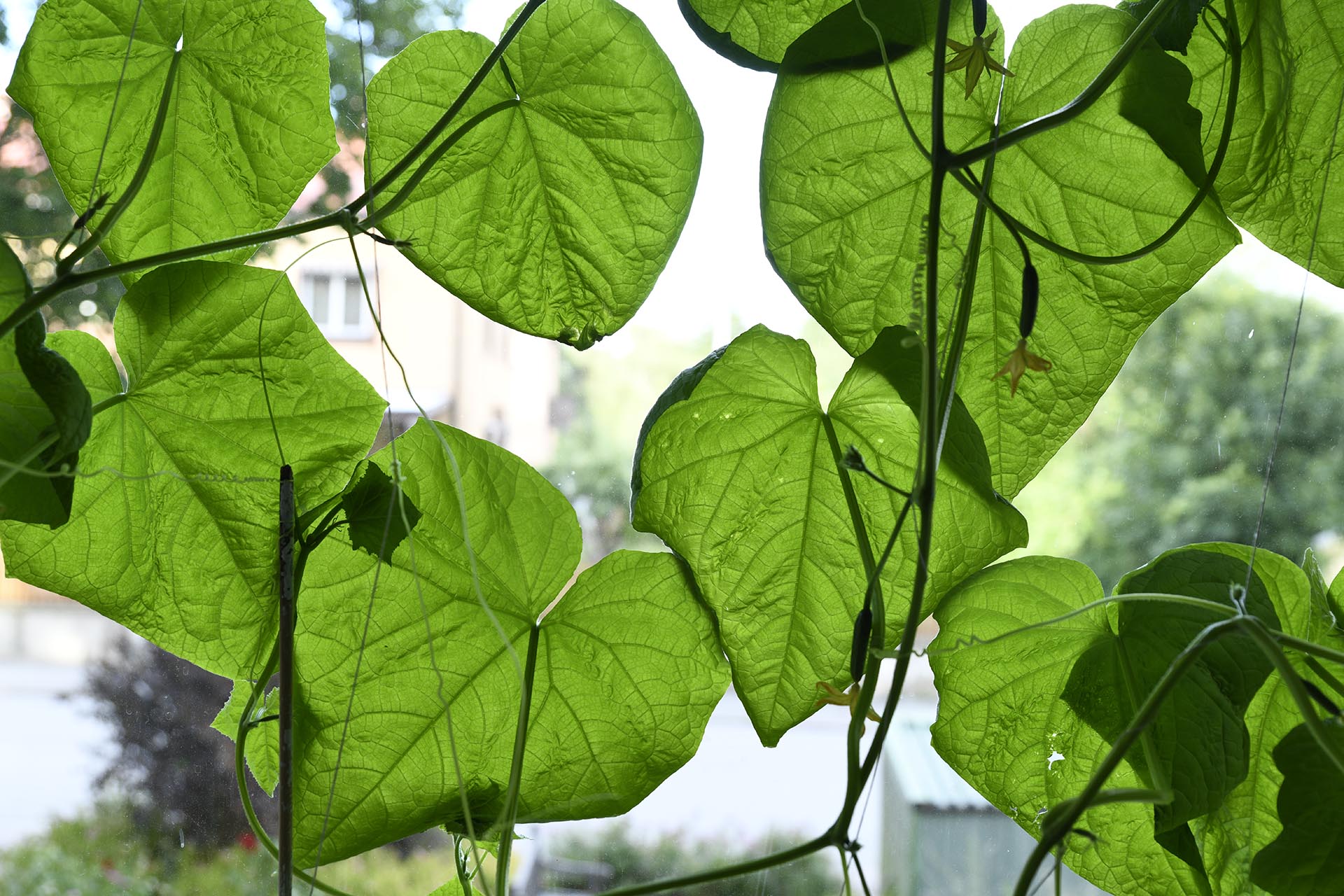 En närbild på en massa gröna löv