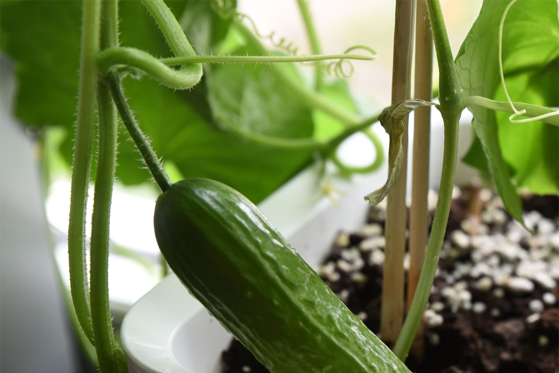 En närbild på en kruka som det växer små gurkor i