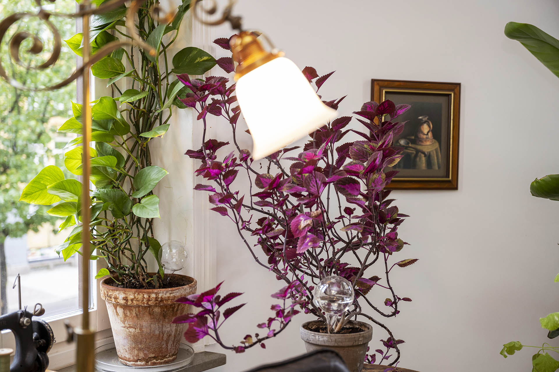 En grön växt och en stor lila palettblad i ett rum. Framför blommorna står en gammal golvlampa i mässing