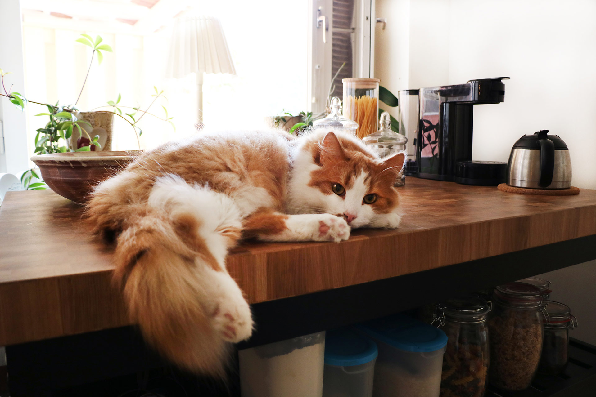 En katt ligger och sover på köksbänken