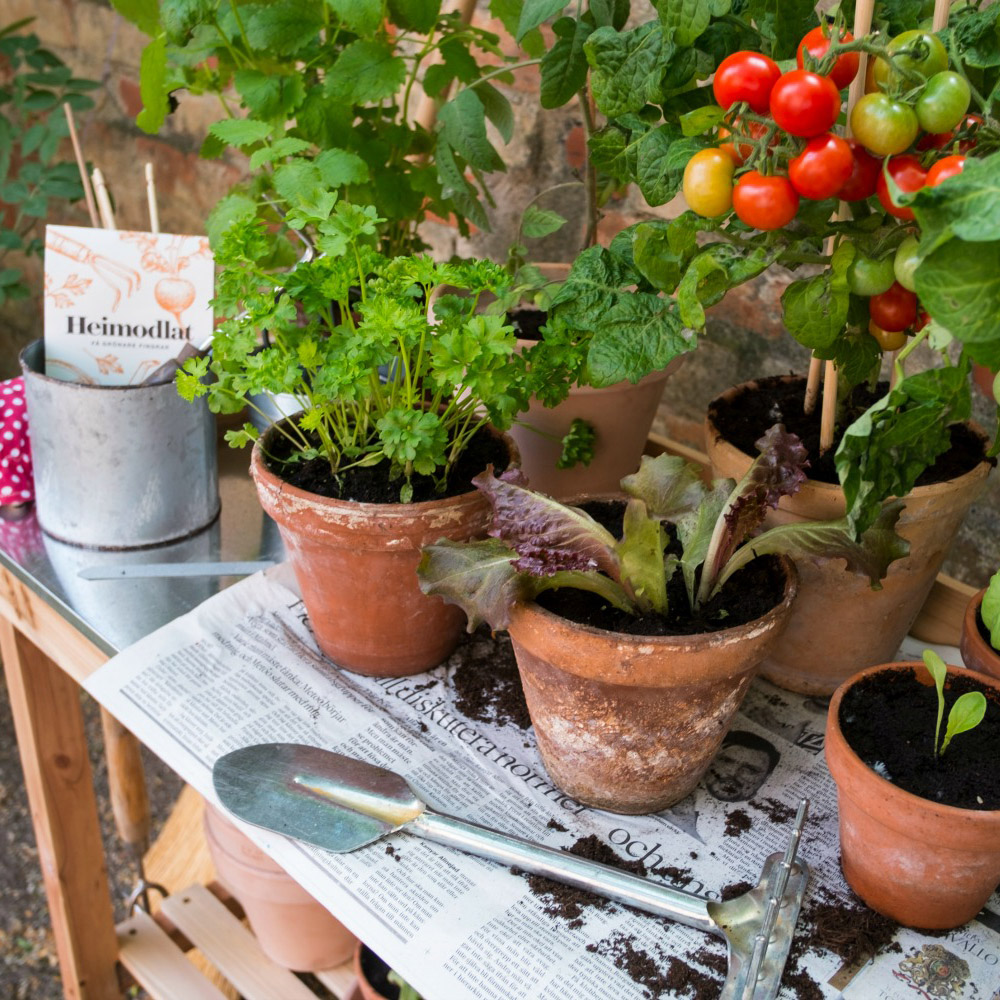 Krukor med tomatplantor som står på tidningspapper