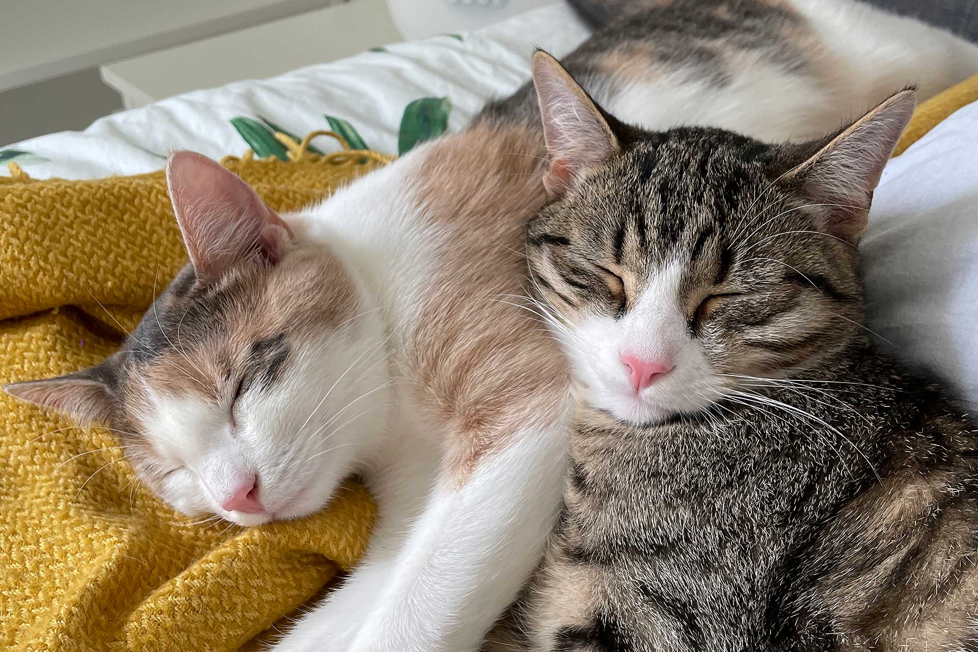Två katter ligger i sängen och sover