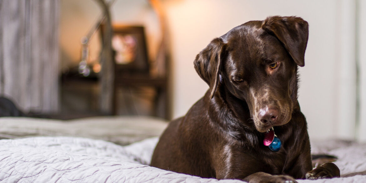 En mörkbrun stor hund ligger i en säng på en grå filt. runt halsen har han ett halsband.