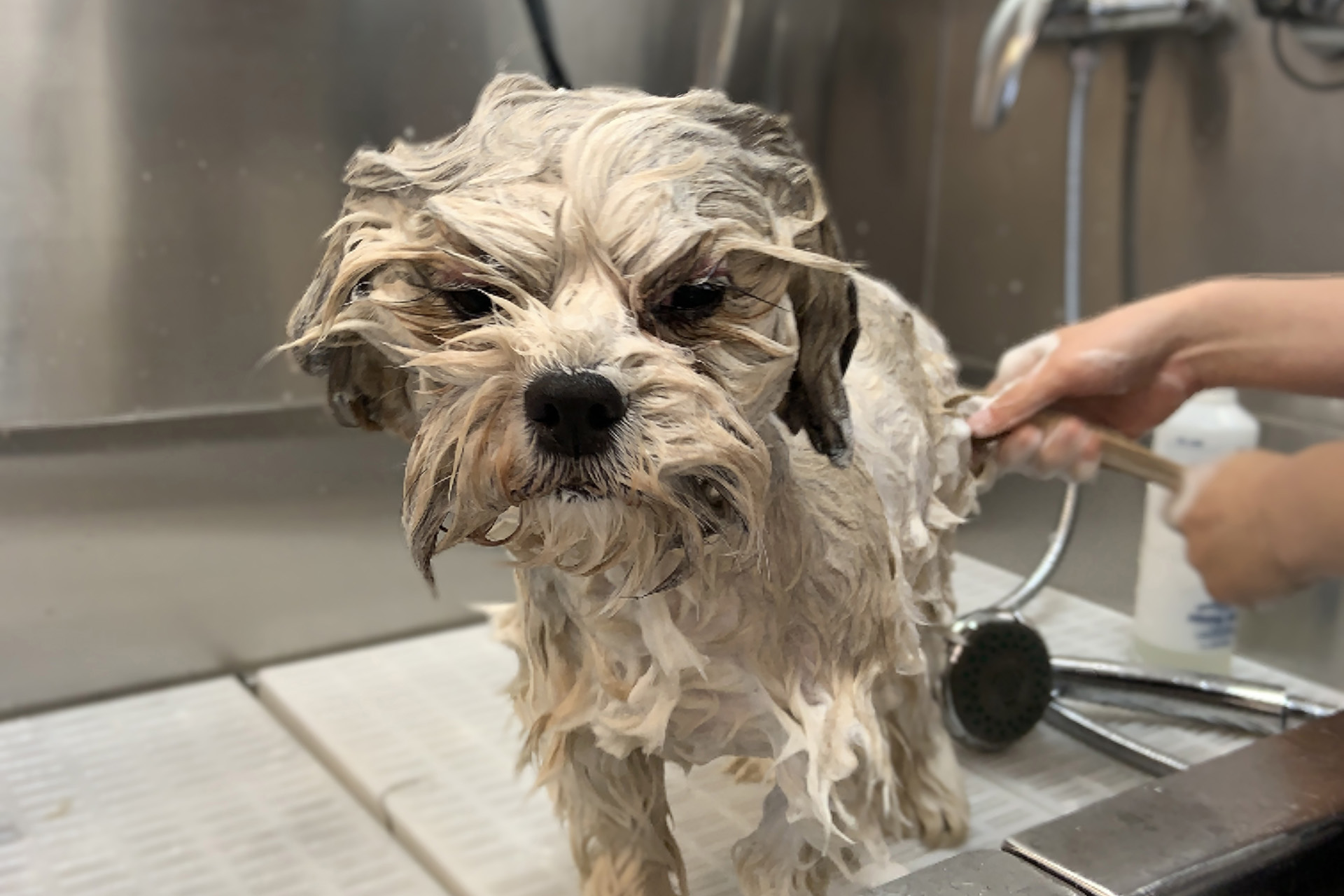 En liten vit hund står i en dusch och blir schamponerad och sköljd
