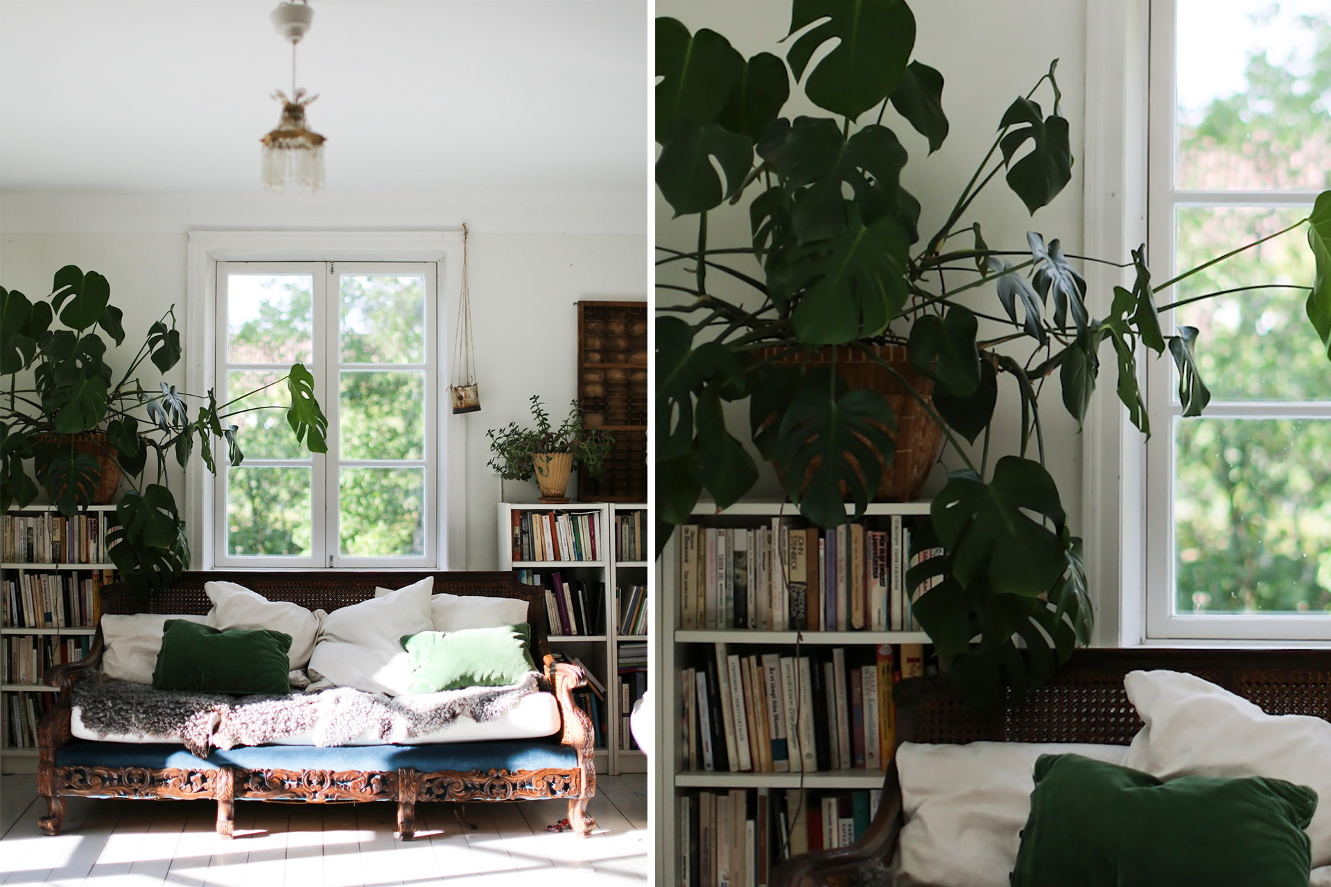 Ett vardagsrum med en stor soffa med massa kuddar i, en bokhylla fylld med böcker och som det står en stor grön växt på