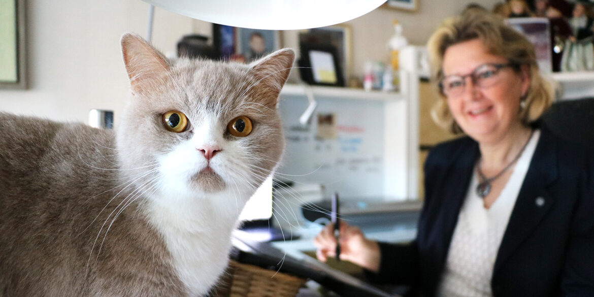 En ljusbrun och vit katt och en kvinna som sitter i bakgrunden med sin dator