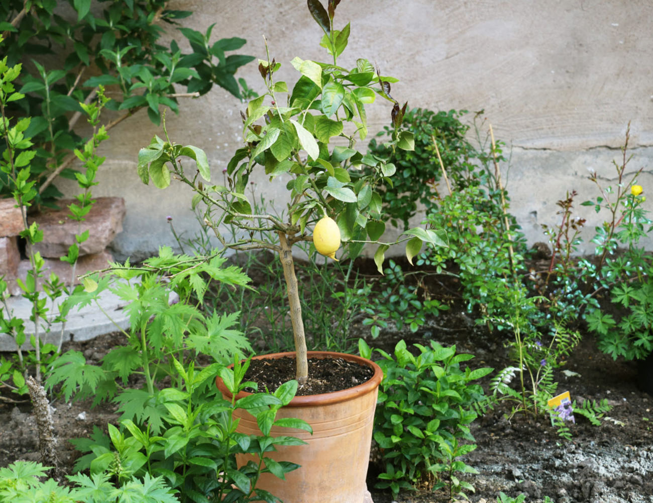 A lemon tree standing in a terracotta pot in a vegetable bed