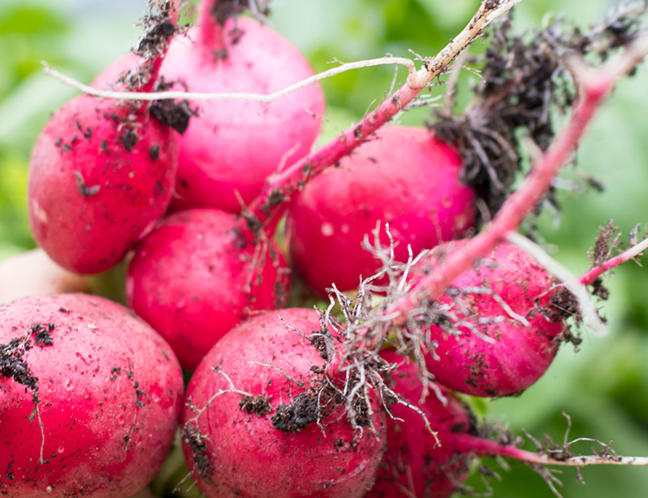 Gardening on your balcony - five tips for how to succeed - Heimstaden