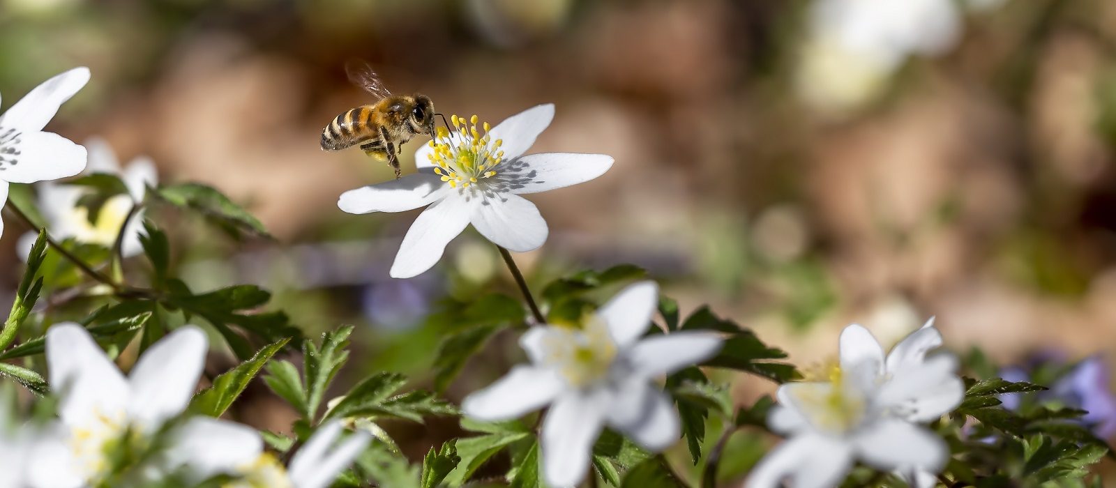 Planter som er bra for bier og miljøet