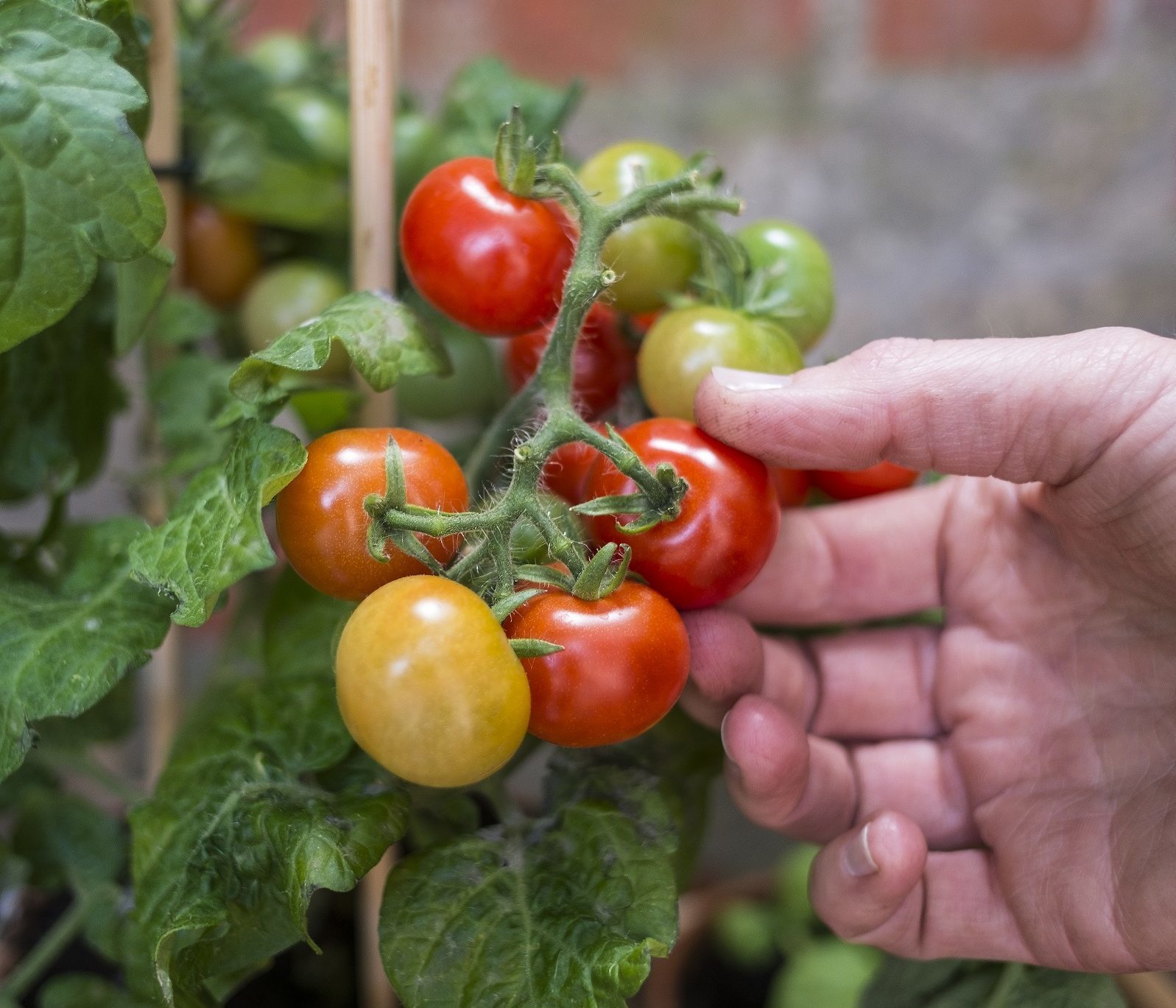 Tomatplante: Slik lykkes du
