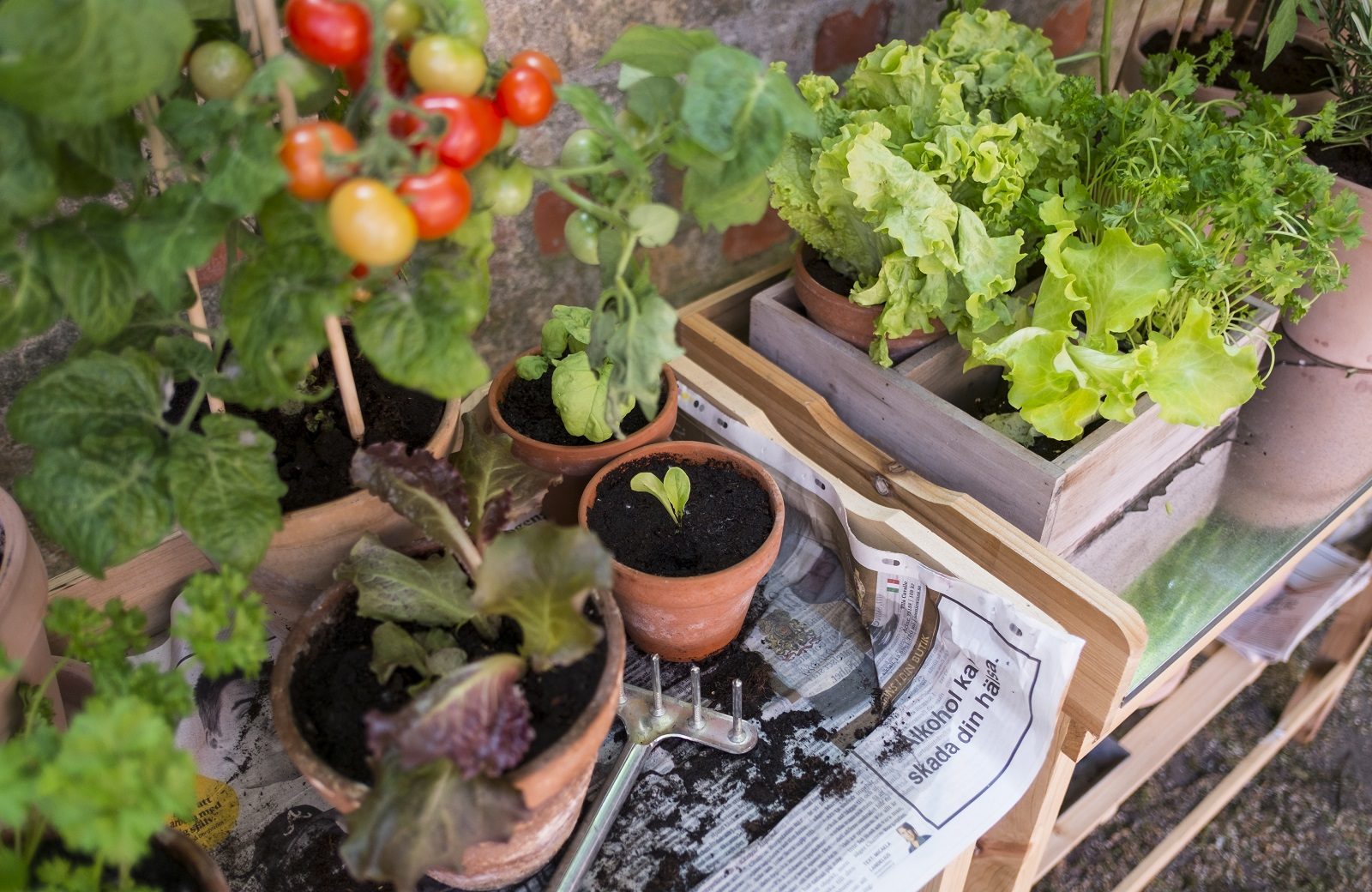 Heimdyrket: Blant blomster og bier