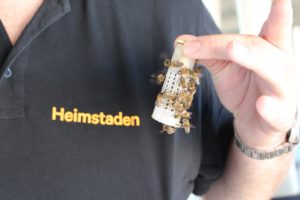 Heimstaden Nachhaltigkeit Stadtbienen 