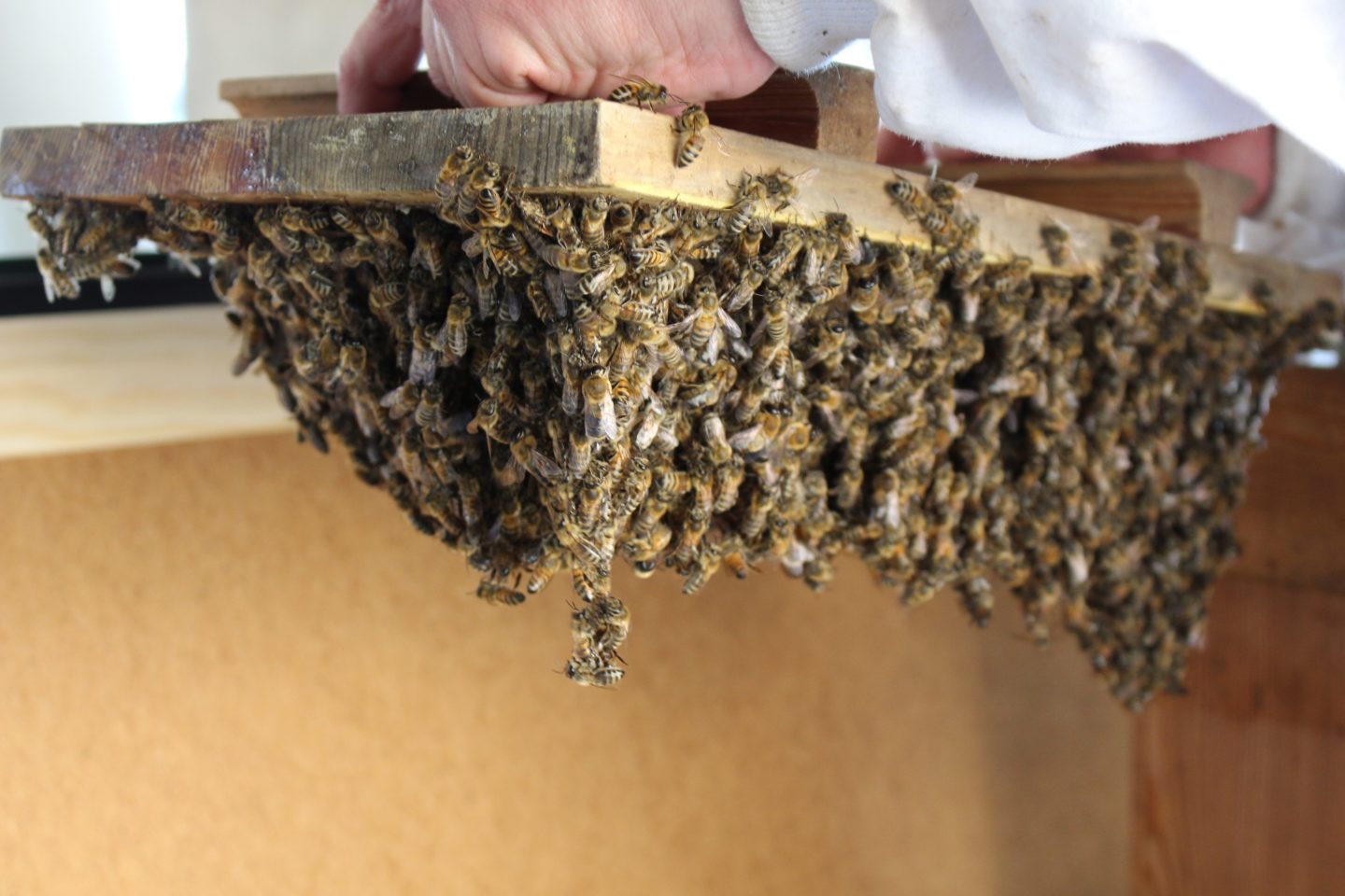 Bienen am Dach: Freude über summende Nachbarn in Tempelhof - Heimstaden