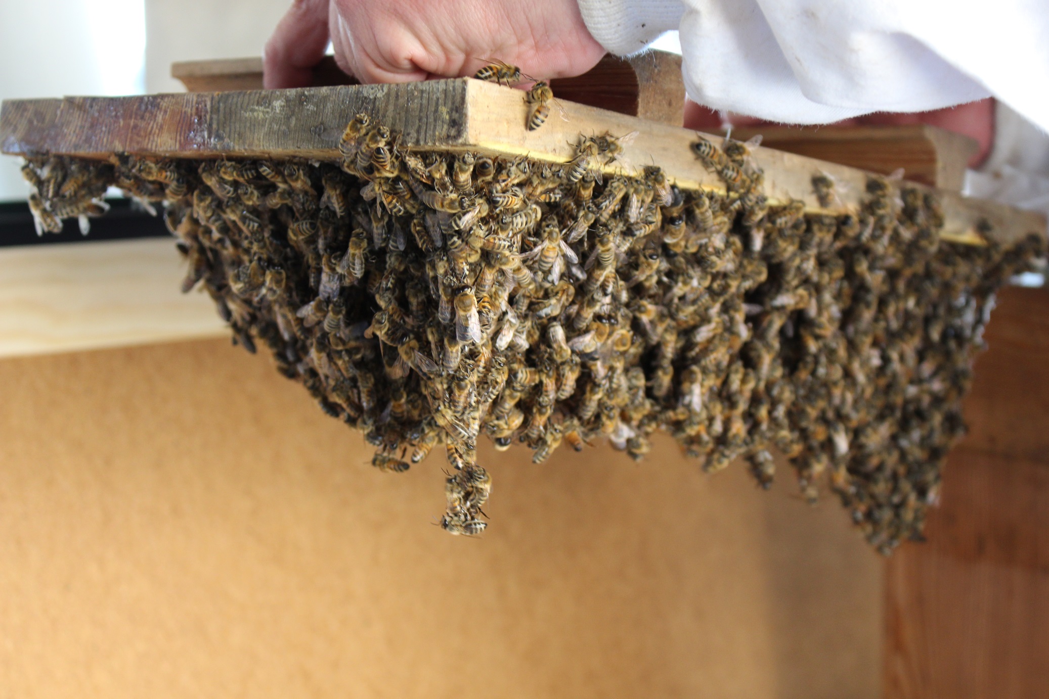 Imker öffnet Bienenstock auf dem Dach von Mietwohnung