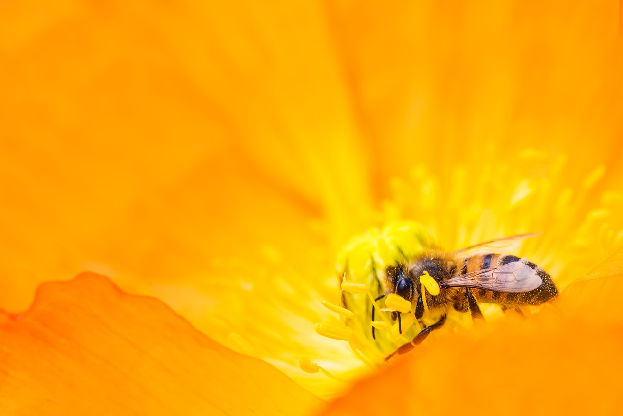 Honigbiene in großer gelber Blume