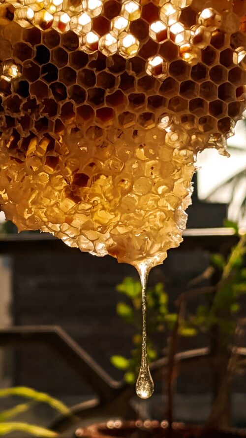 Tropfende Honigwabe Bienenkunde