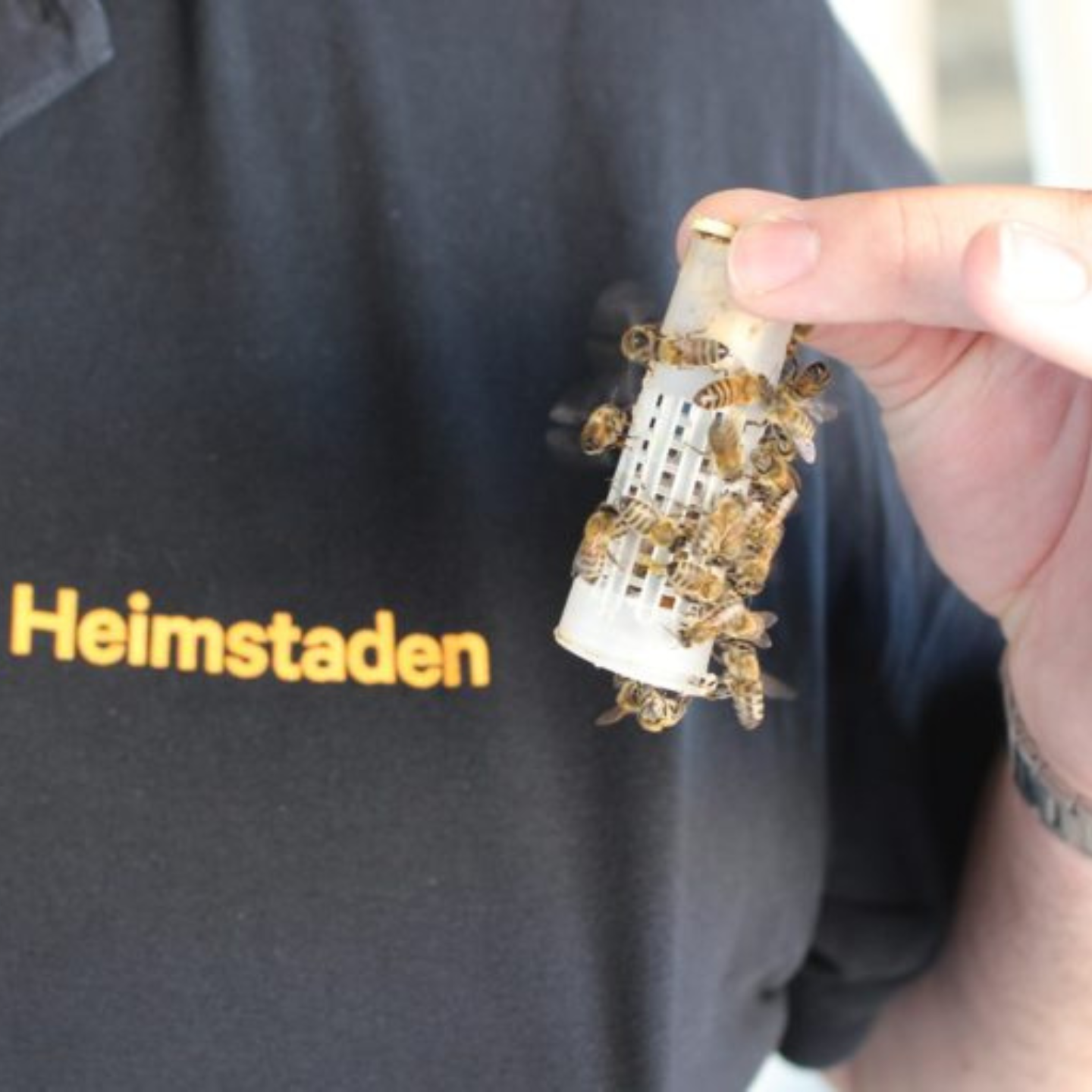 Aufklärung über Bienen