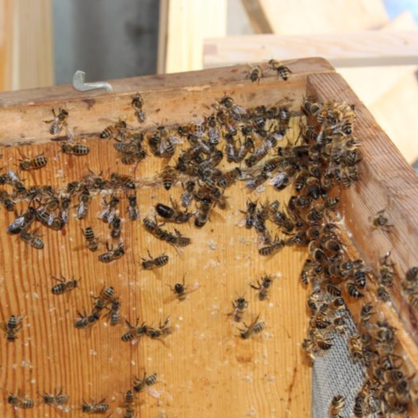 Bienenvolk in Bienenbox