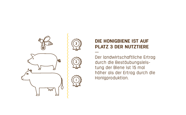 Die Honigbiene ist auf Platz 3 der Nutztiere Info Grafik