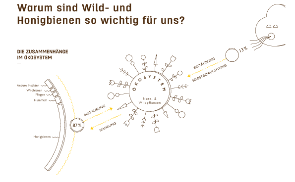 Warum sind Wild- und Honigbienen so wichtig für uns Info Grafik