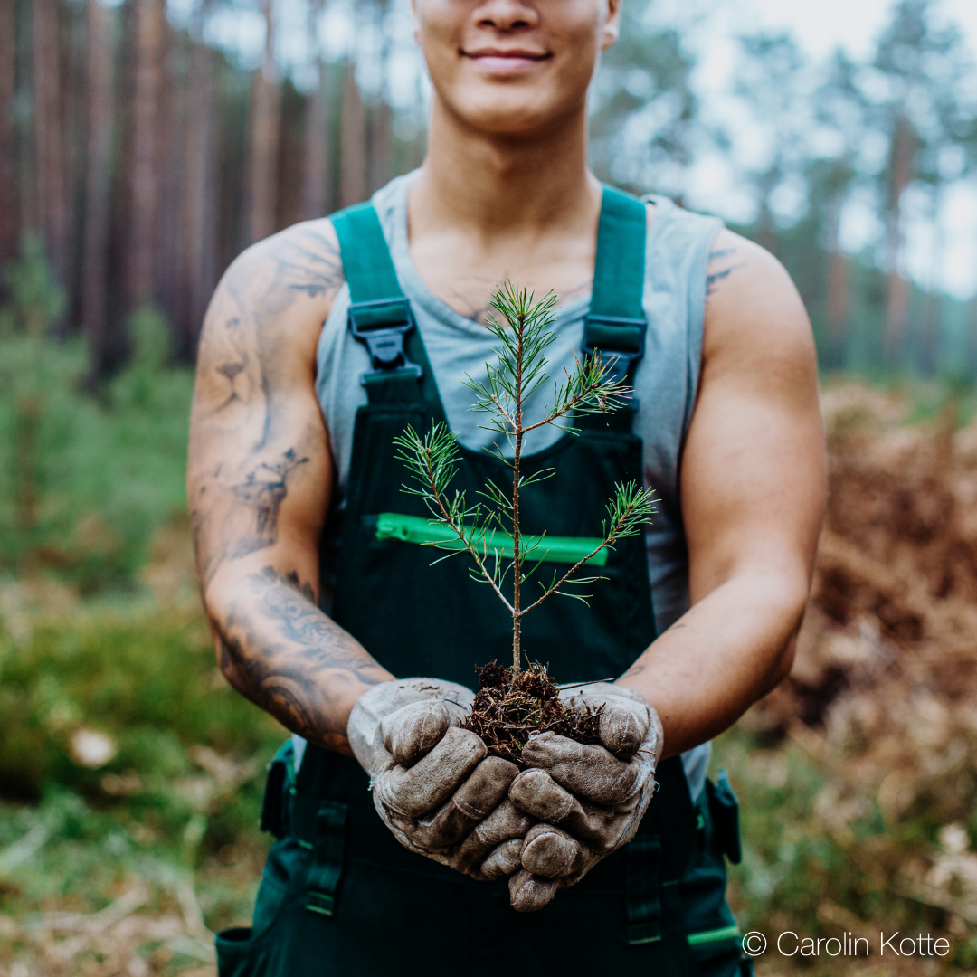 Baumspenden PLANT-MY-TREE Baumpate Bäume Mietwohnung
