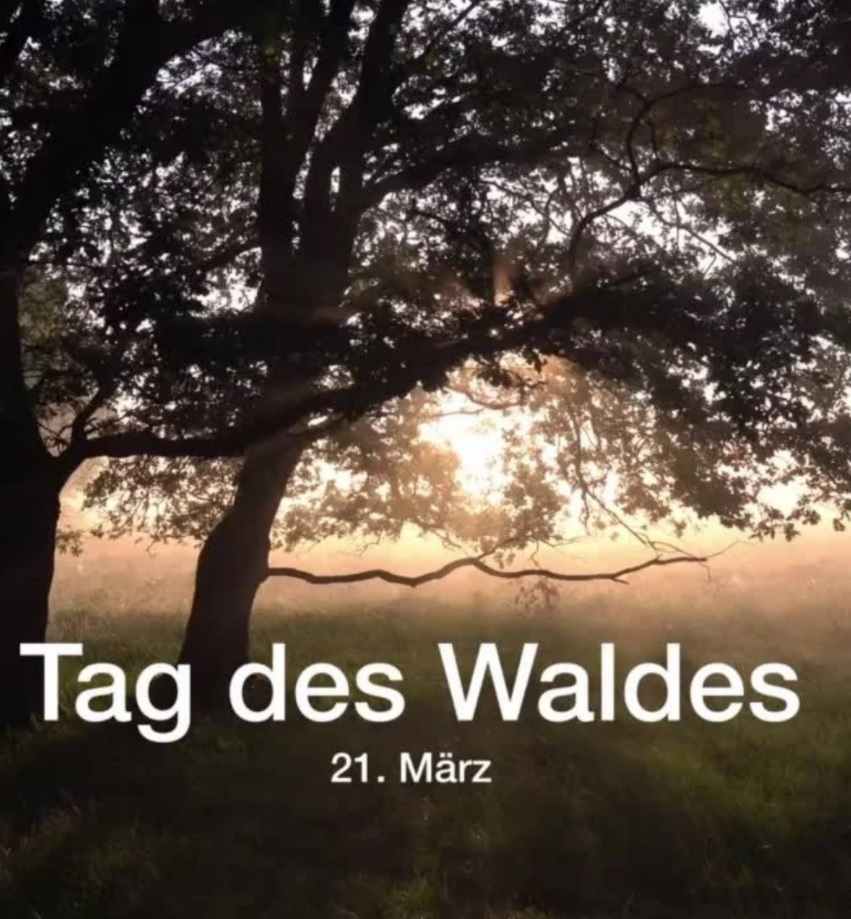 Tag des Waldes Heimstaden Pflanzen Bäume Plant My Tree