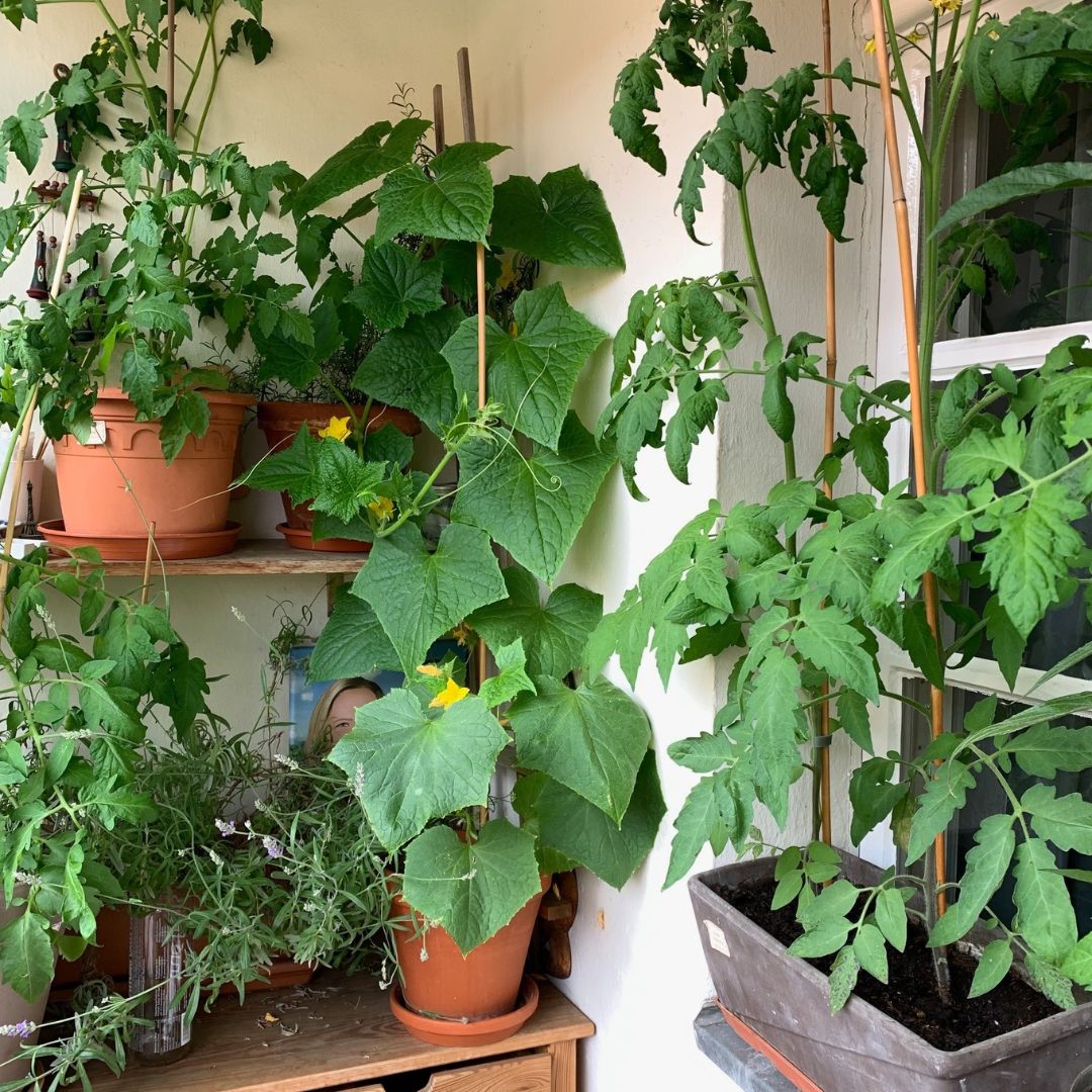 Urban Gardening - Gemüse vom Balkon