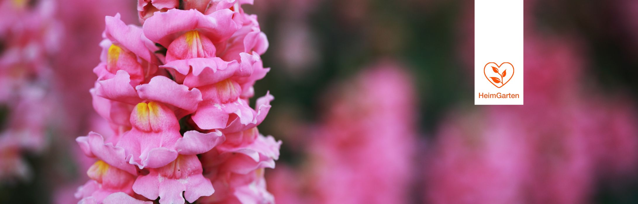 Löwenmäulchen Heimgarten Heimstaden Mietwohnung