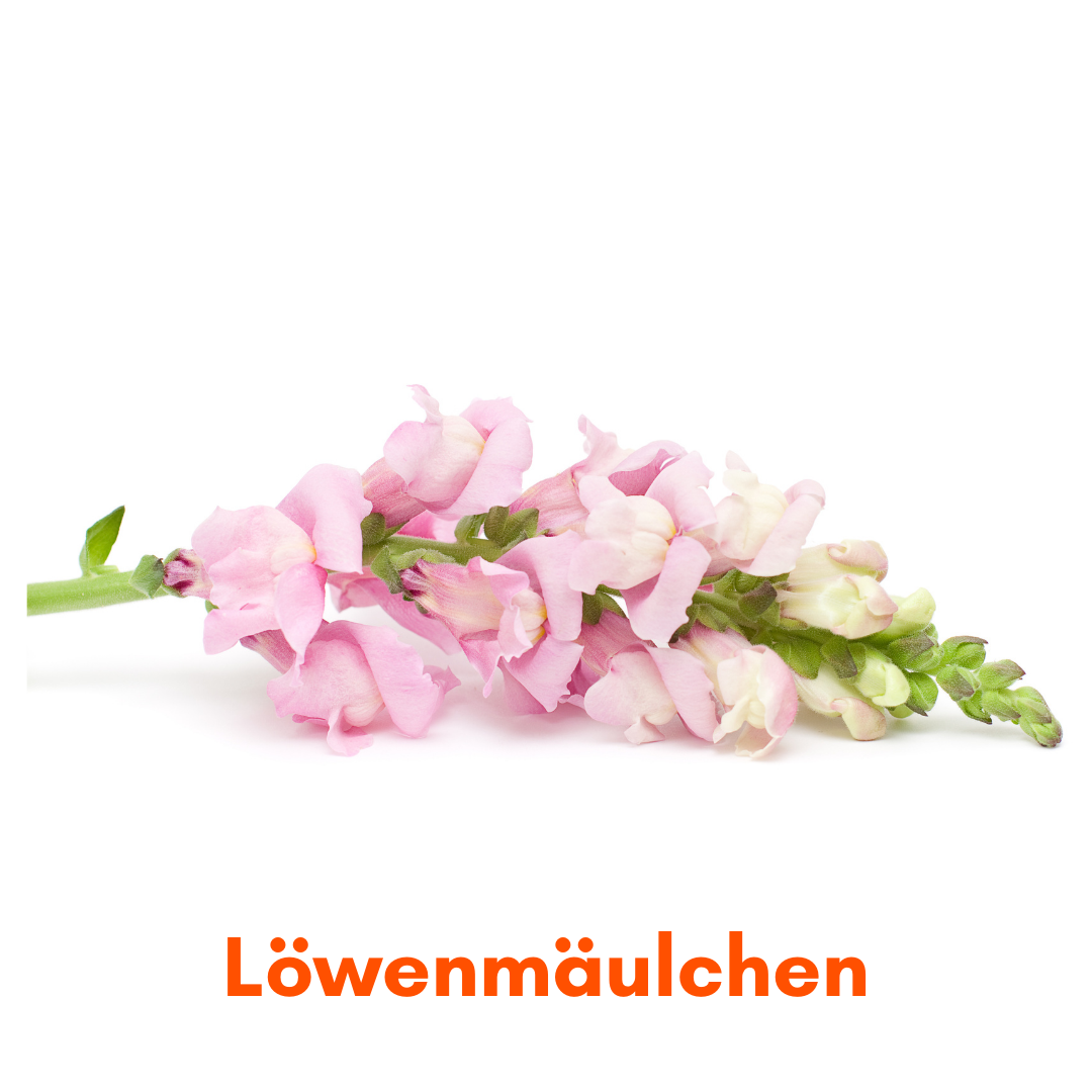 Heimstaden Mietwohnung Heimgarten Kräuter Blumen Löwenmäulchen