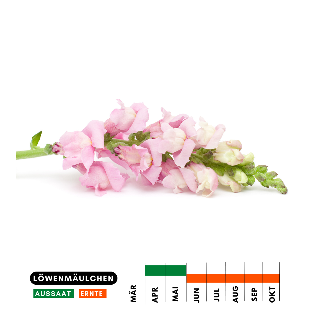 Löwenmäulchen Heimgarten Kräutergarten Mietwohnung