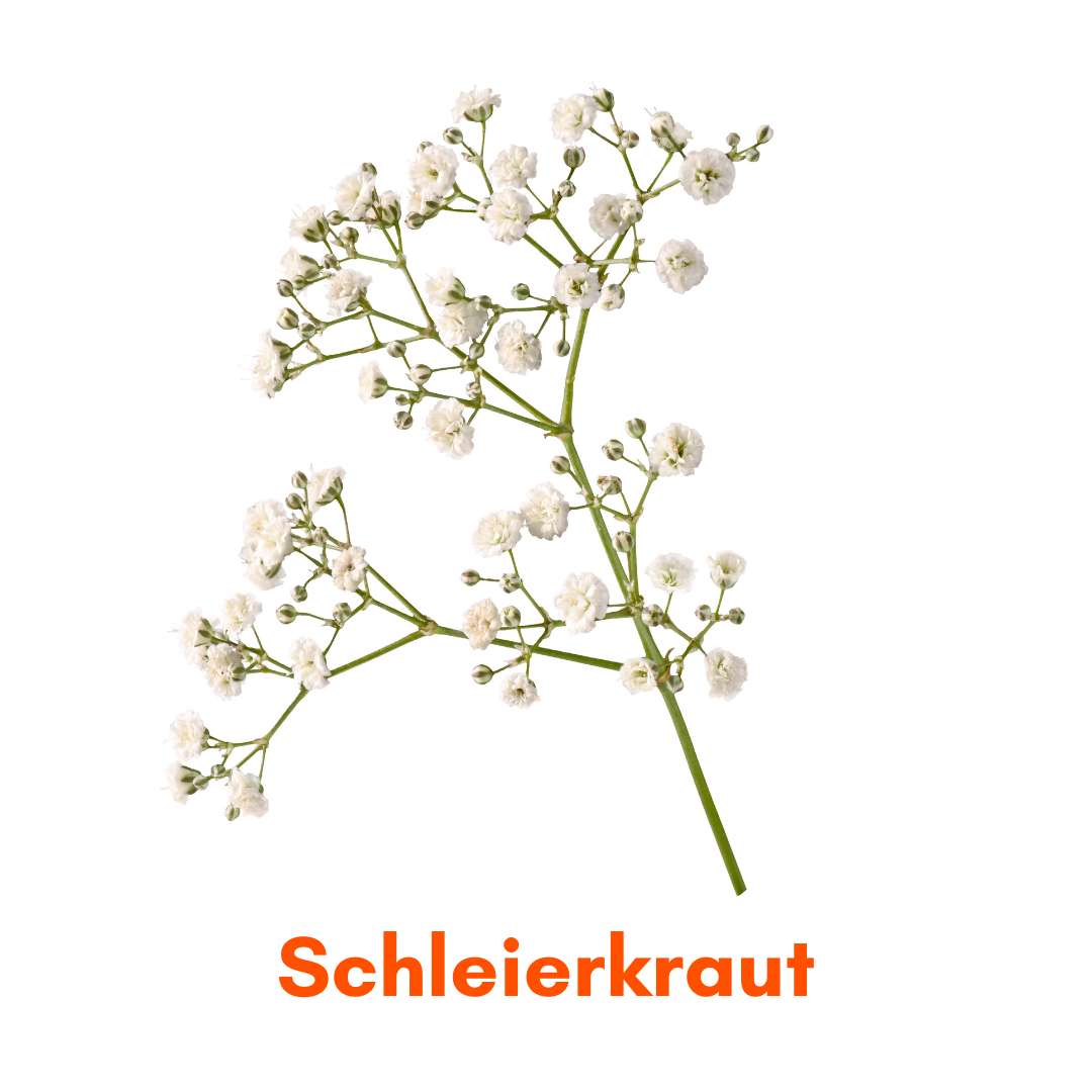 Heimstaden Mietwohnung Heimgarten Kräuter Schleierkraut