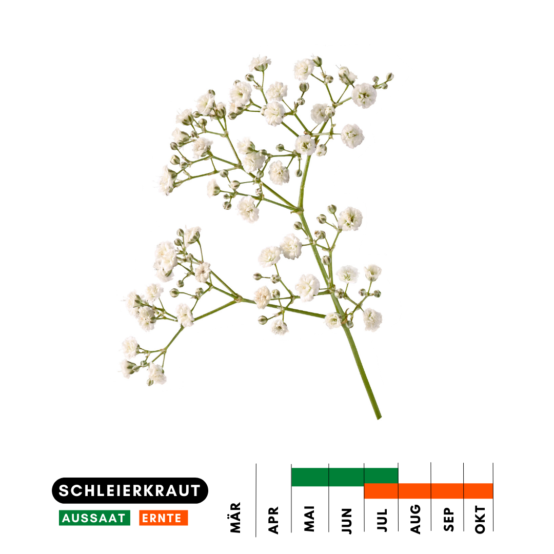Schleierkraut Heimgarten Heimstaden
