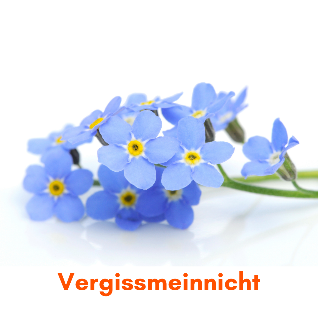 Vergissmeinicht Heimgarten Heimstaden Mietwohnung