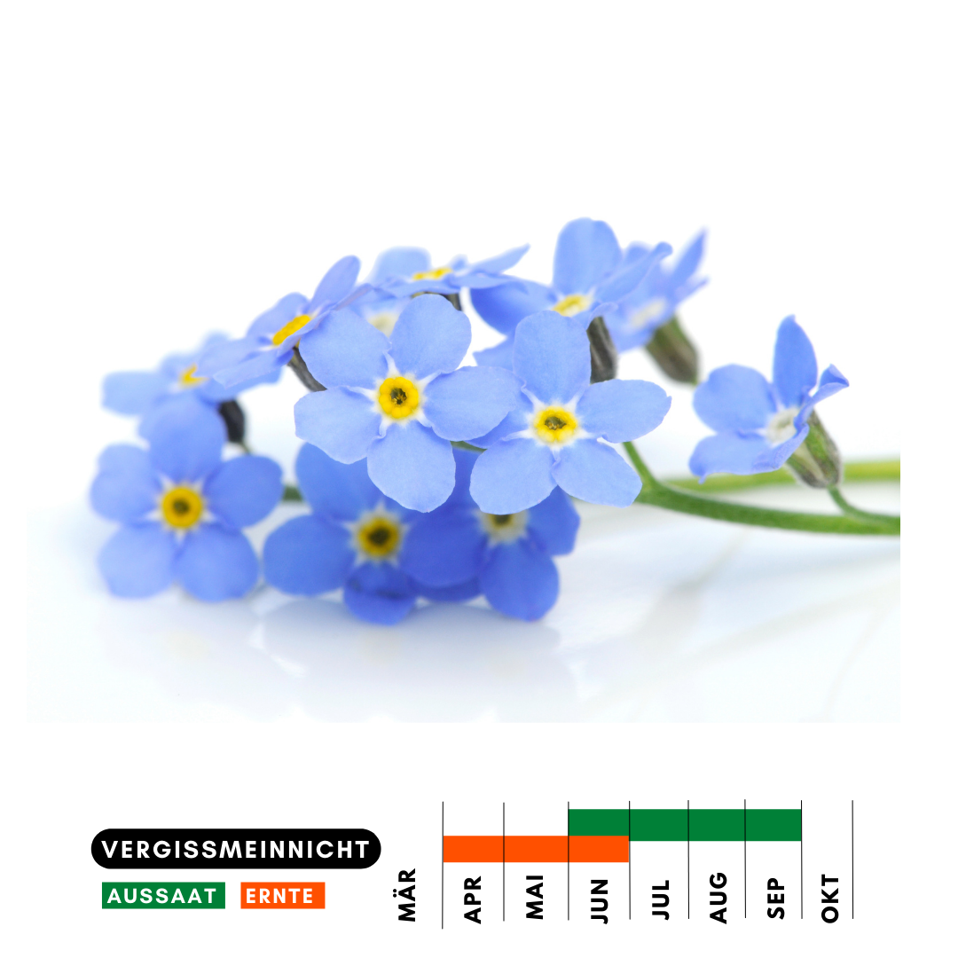Vergissmeinnicht Heimgarten Kräutergarten Mietwohnung
