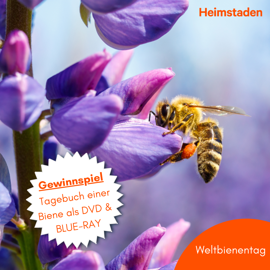 Gewinnspiel Tagebuch einer Biene