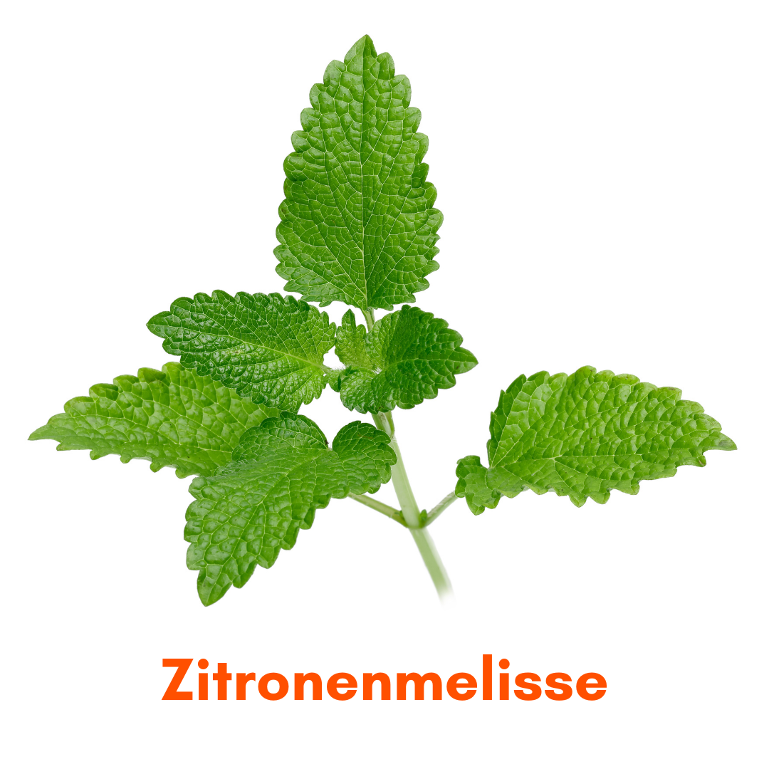 Zitronenmelisse Heimgarten Heimstaden