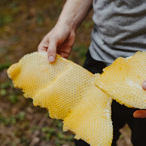 Imkerkurs Heimstaden Germany Mietwohnung