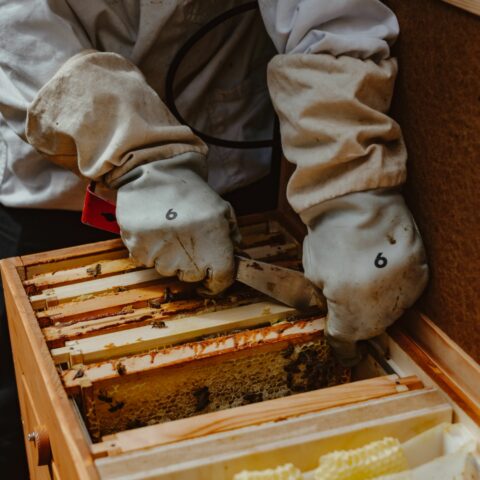 Heimstaden Imkerkurs Germany Mietwohnung