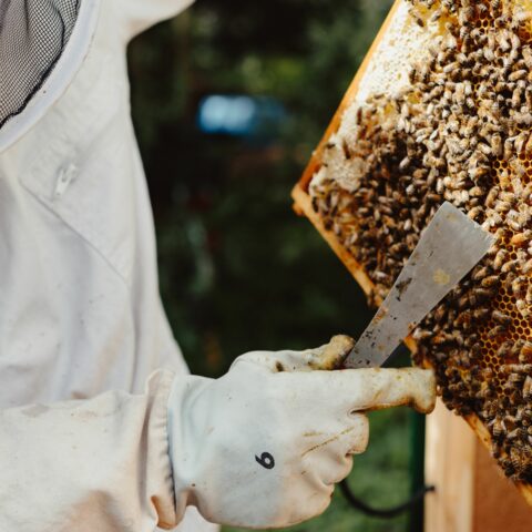 Heimstaden Germany Imkerkurs Bienenstock
