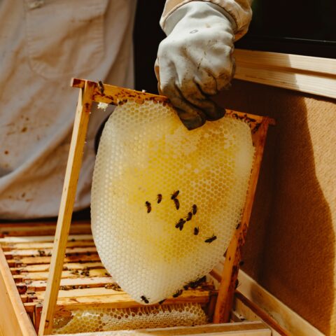 Heimstaden Germany Imkerkurs