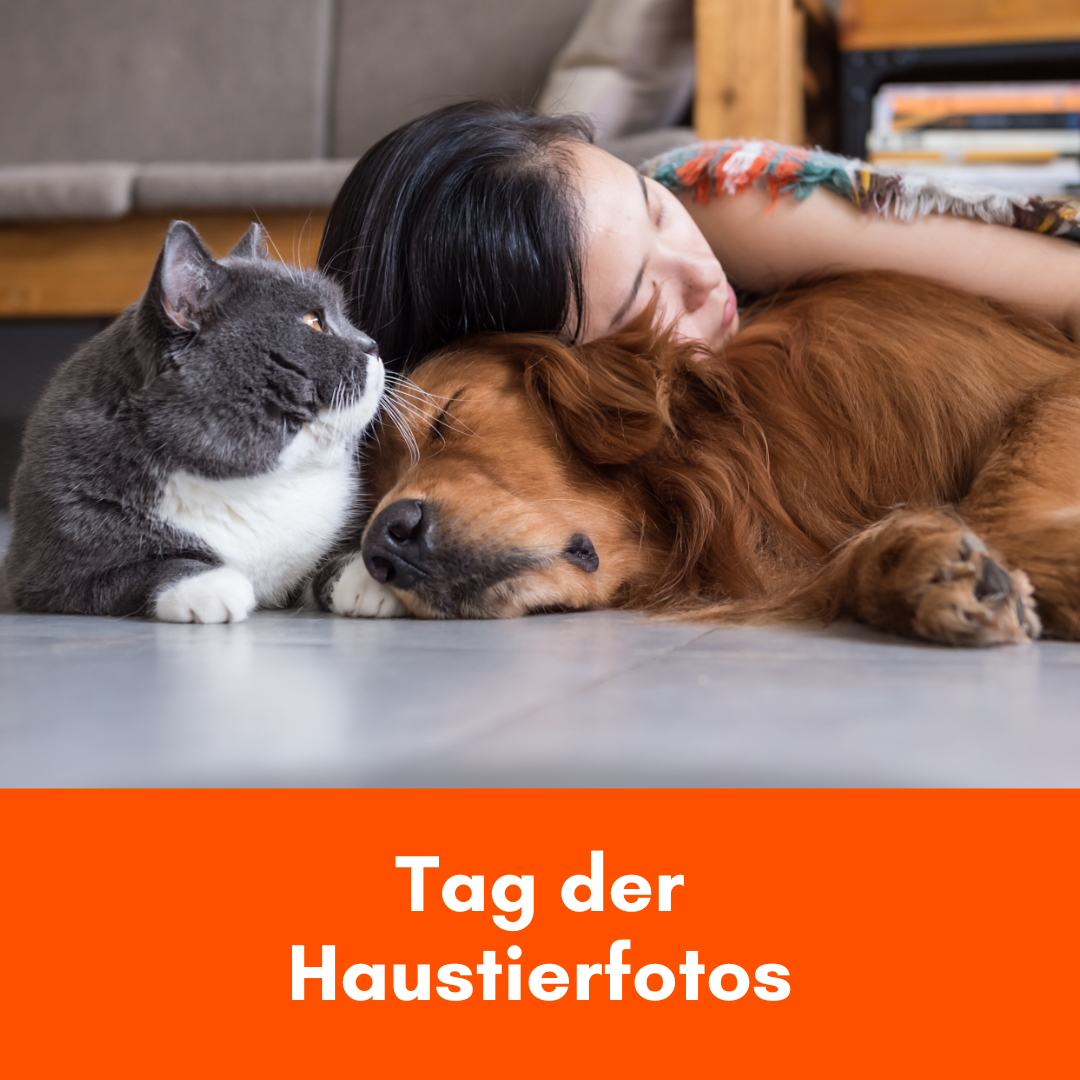 Heimstaden Instagram Mietwohnung Tiere