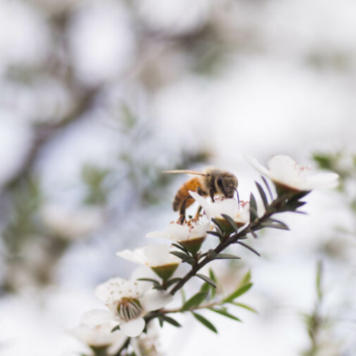 Biene auf Blüte