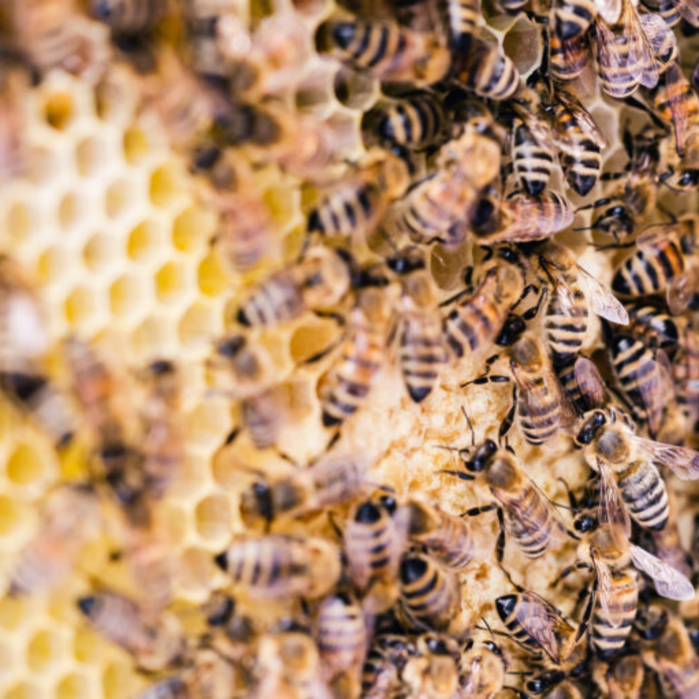 Bienenvolk auf Bienenwabewabe
