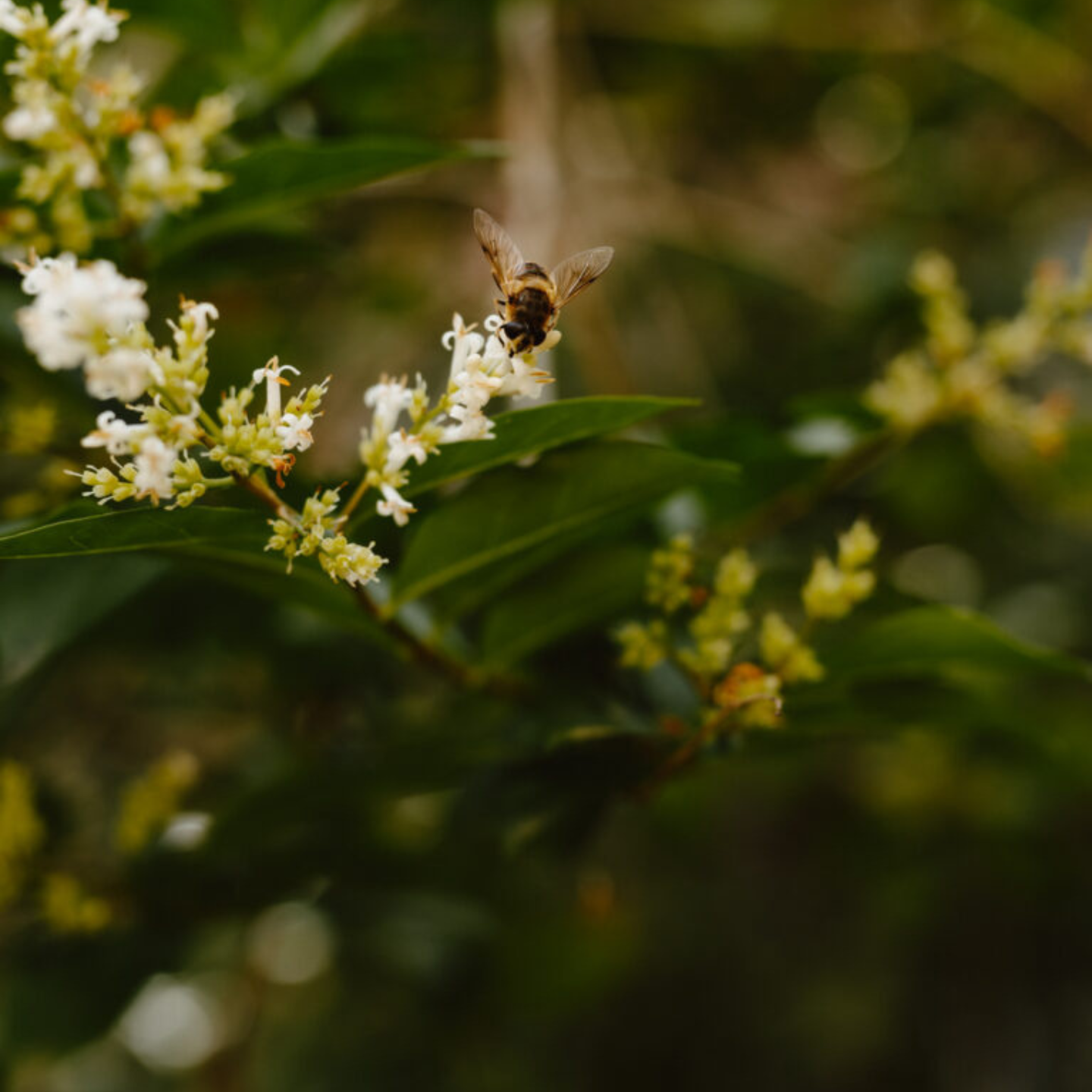 Bienen + Imker-Kurs_Foto_MelinaMoersdorf