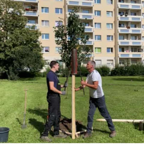 Pflanzen eines Birnbaumes - Halle Neustadt