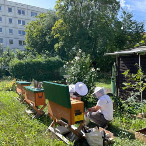 Mieter:innen-Feste in Halle 2023